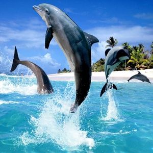 Meet your Posher, Edward